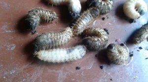 Личинки жука Бронзовки.