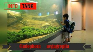 Кладофора куляста або егагропіла (Cladophora aegagropila)