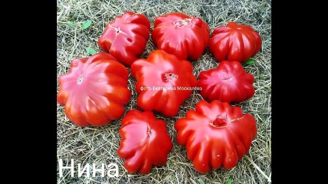 У меня + 31 / Новые сорта томатов из Белоруссии от коллекционера Екатерины Москалевой ! смотреть онлайн