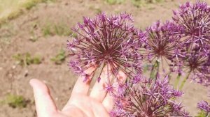 Allium Violet Beauty, one of the best purple flower bulbs for pollinators in the UK and USDA 3 - 9