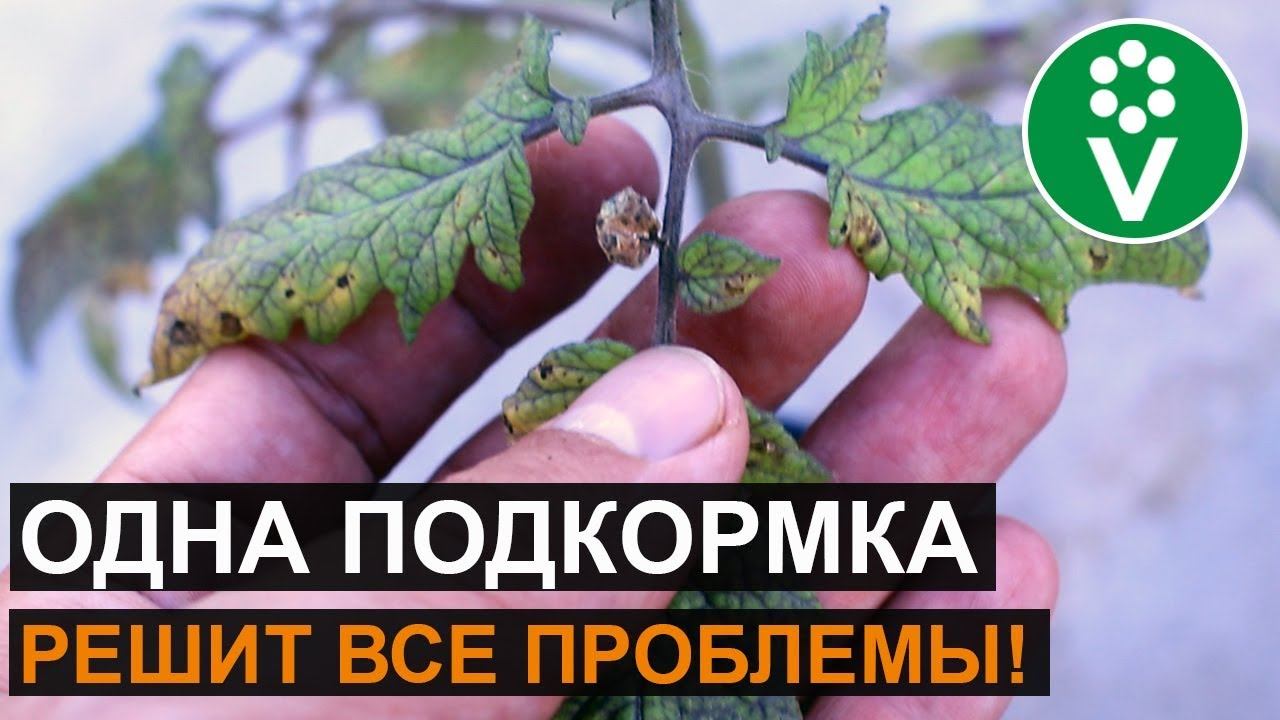 Мельчают листья у томатов? Эта подкормка все исправит!
