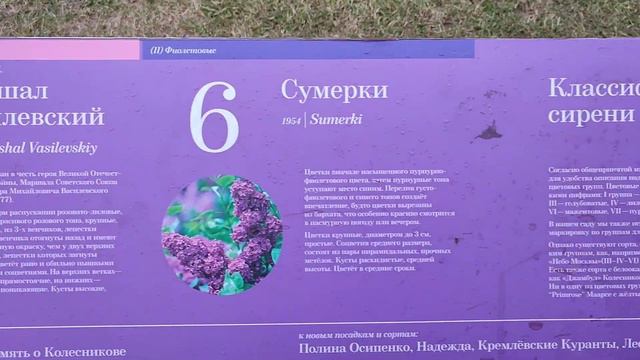 Прекрасный сиреневый сад на Щелковском шоссе смотреть онлайн