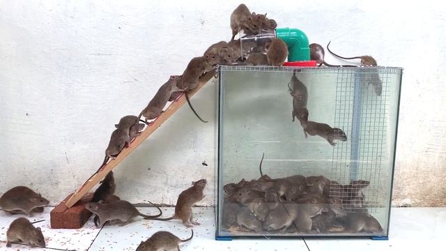 Instructions for making a mousetrap // The trap can catch all the mice смотреть онлайн