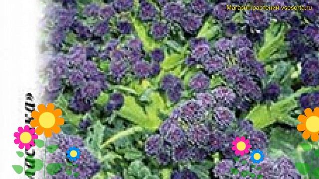 Капуста брокколи Пурпурная королева. Краткий обзор, описание характеристик brassica смотреть онлайн