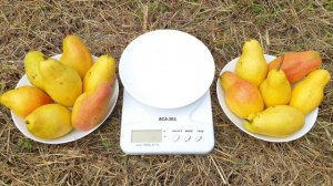 СОЧНАЯ!!! СЛАДКАЯ!!! ХРУСТЯЩАЯ!!! Груша Талгарская Красавица