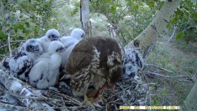 На гнезде балобанов. смотреть онлайн