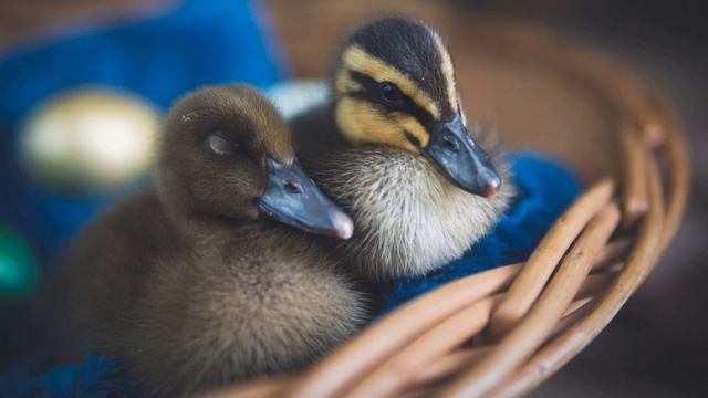 Фото птиц смотреть онлайн