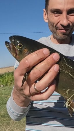 Где порыбачить во время нереста - Рыбалка Форель 🐟 #FISHING 🏕️ #TRAVELING 🐟