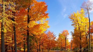 Сыймык Бейшекеев "Жолукпа деп айтпачы". Караоке