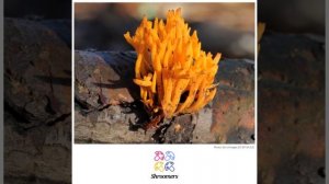 Yellow stagshorn (Calocera viscosa) | Scientific Mushroom Profile | Shroomers