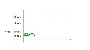 Потенциал действия.