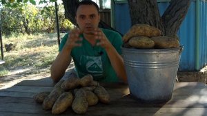 КАК ВЫРАСТИТЬ МНОГО КРУПНОГО КАРТОФЕЛЯ БЕЗ ПРОПОЛКИ И ОКУЧИВАНИЯ