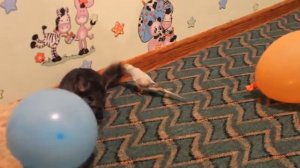 Смешные домашние животные - Попугай и Шиншила