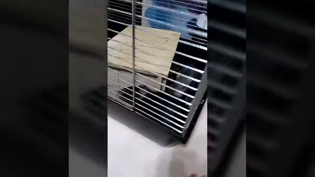 Декоративные крысы дерутся