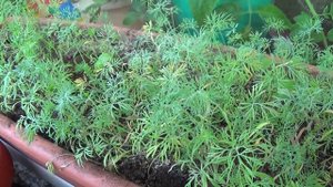 Что можно вырастить на балконе. Огород на окошке 3 июня 2020