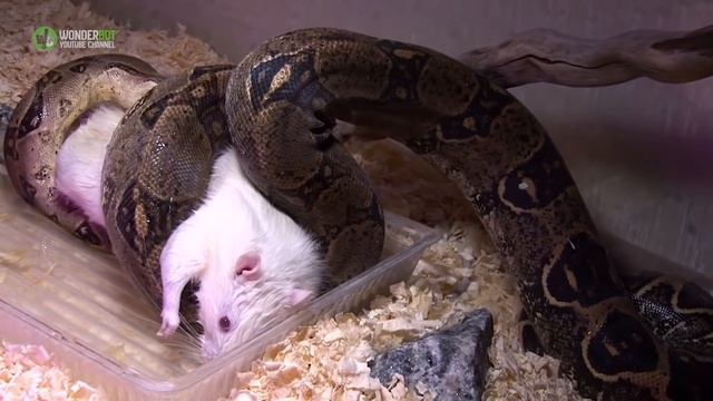 You Won’t Believe What Happened To This Python When He Tried To Eat A ...