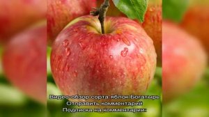 Зимний и устойчивый к парше сорт яблок Богатырь, фото и описание