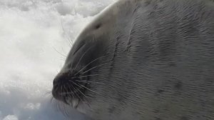 ЖИВОТНЫЕ КРАЙНЕГО СЕВЕРА