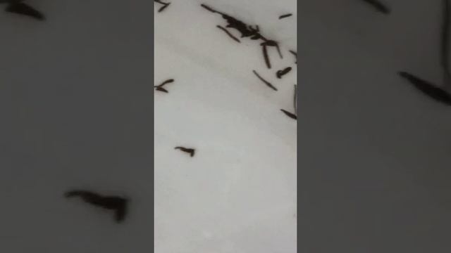 Выращивание пиявок в домашних условиях. Работа устройства для отделения нитчатки от коконов. смотреть онлайн