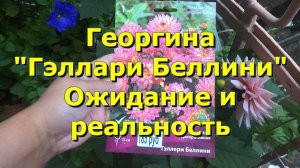 Георгина декоративная "Гэллари Беллини"/ Ожидание и реальность