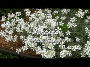 Ясколка. Белые цветы. Дачные картинки.