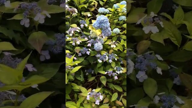 Гортензия пильчатая Блюберд (Hydrangea serrata Bluebird)