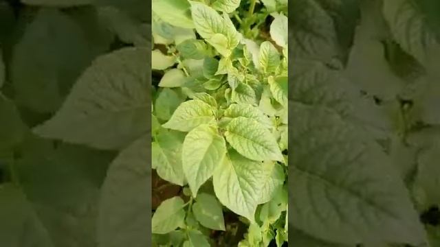 Potato planting#potato field#Solanum tuberosum#आलू