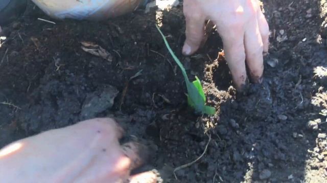 Правильная пересадка ирисов! смотреть онлайн