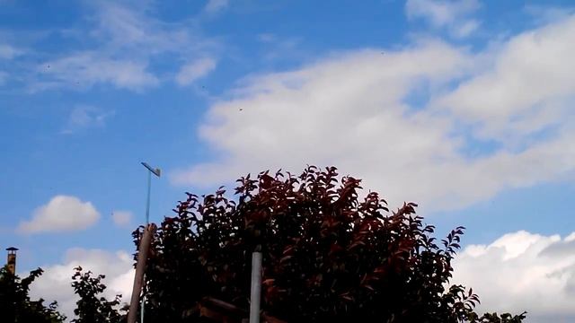 ласточки нападают на пчел смотреть онлайн