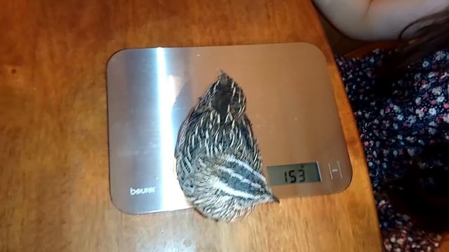 Перепел из магазинных яиц - у нас точно петух смотреть онлайн