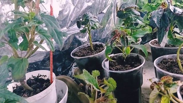 #КАК СОХРАНИТЬ И РАЗМНОЖИТЬ АМПЕЛЬНЫЕ БЕГОНИИ#