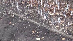 как вырастить самые морозоустойчивые плодовые деревья