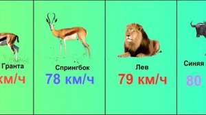 ТОП-10 самых быстрых животных мира