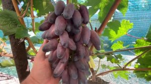 Прививки, урожай на прививках: Флагман, Квартет, Автограф Калугина и т.д.