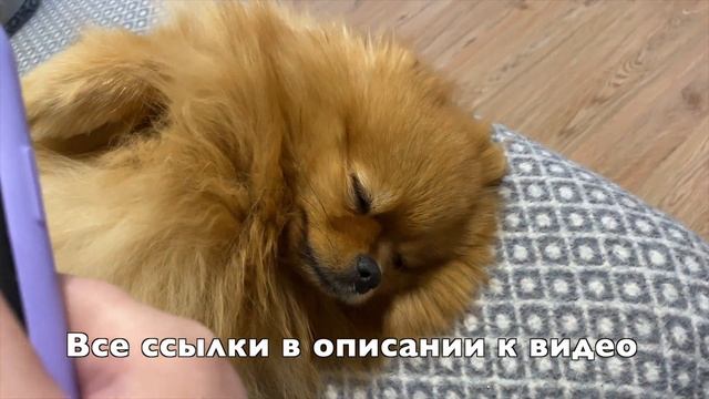 Приют для бездомных собак ПИФ просит помочь смотреть онлайн