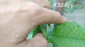 прививка черешни почкой на антипку / Budding trees cherries