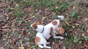 Беготня с Лакки. Собака Джек Рассел терьер. 5 месяцев.