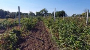 Малина Маравилла