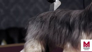 MOSER 1400 — Полная домашняя стрижка небольшой собаки | MOSER Animal