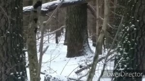 Нахаживаем щенка лайки в три месяца  по кунице!