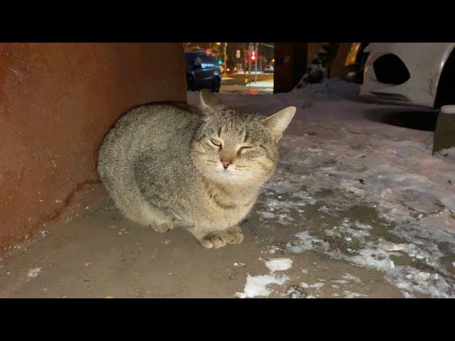Иду в рейд к котикам. Будем откапывать