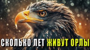 Сколько живут орлы