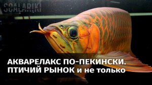 Пекинская птичка. Релакс
