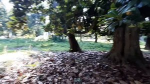 Абхазия 17 июня 2023 г. цены кафе погода море Пицунда