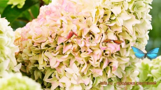 Гортензия метельчатая Литтл Фрайз (little fraise) ? обзор: как сажать, саженцы гортензии Литтл Фрай смотреть онлайн