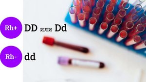 Наследование и определение резус-фактора, агглютинация | биология