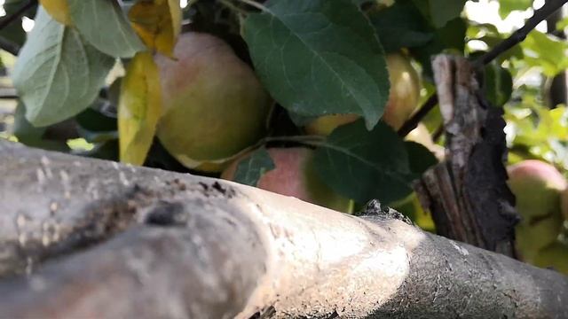 Яблоня Краса Свердловска заплела для нас нарядные косы из ярких и сочных яблок! Сентябрь 2020. смотреть онлайн