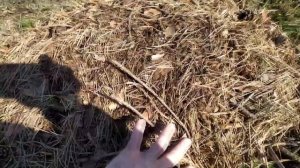 Как хранить черенки павловнии зимой чтоб хорошо размножить их весной. Paulownia tree