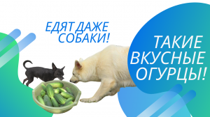 Огурцы для открытого грунта от высадки до сбора