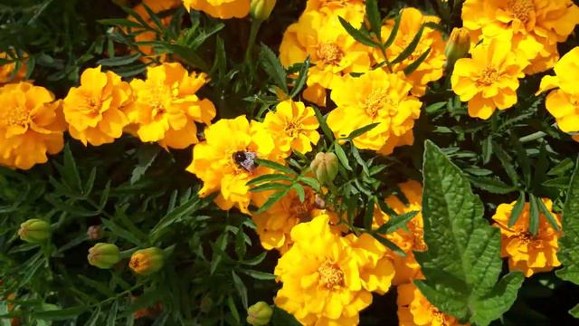 Домашние живые цветы для души и хорошего отдыха в кругу семьи смотреть онлайн